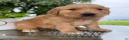 Golden Retriever dogs for sale: Motley - Ad 1