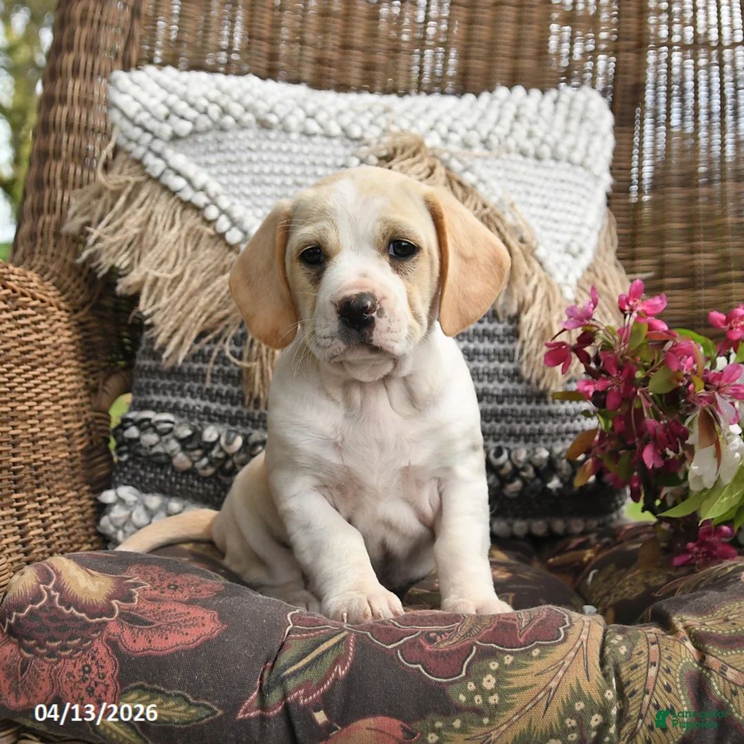 Mixed Breed dogs for sale: Peaches - Ad 3