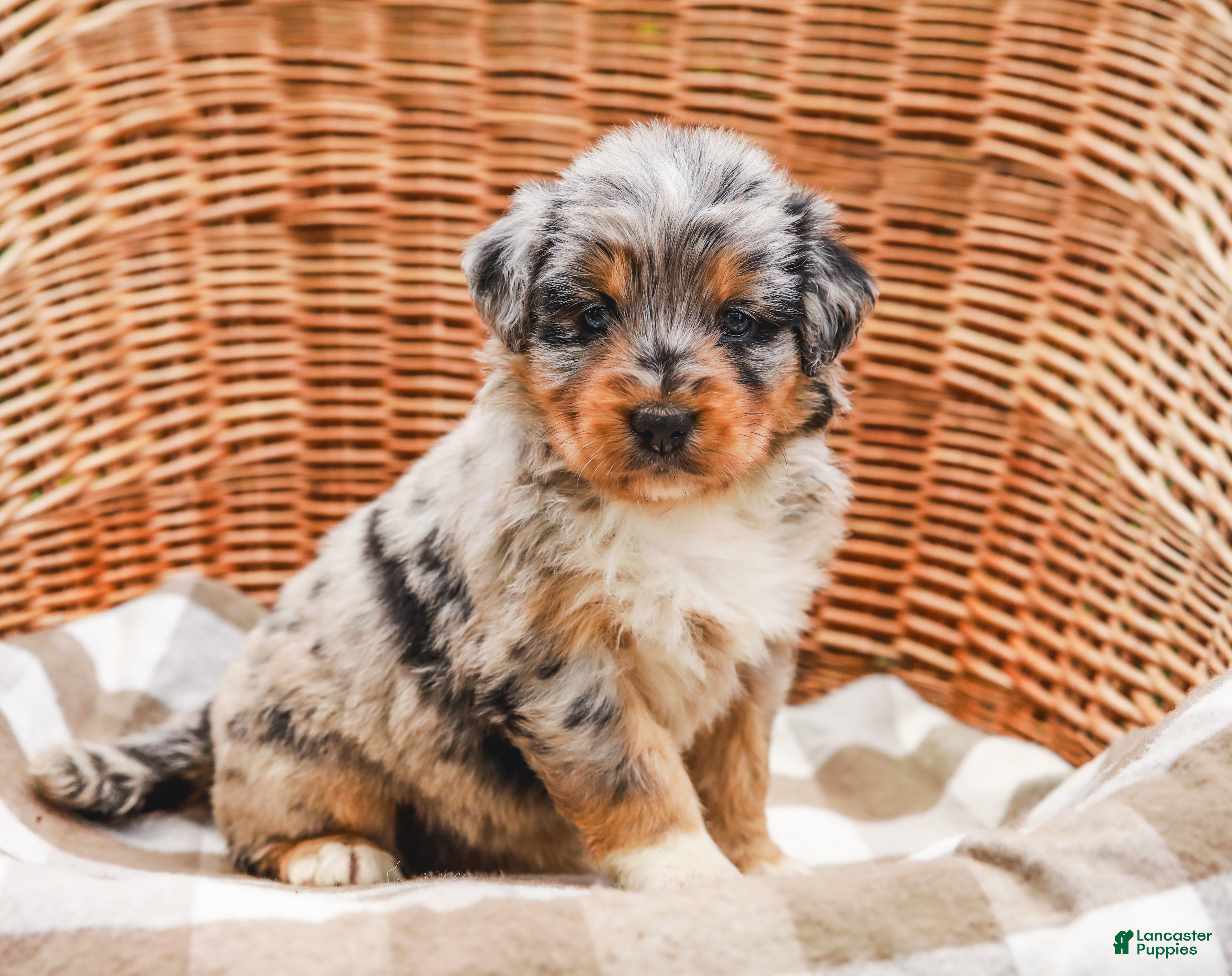 Aussiedoodle dogs Addie Standard Sized - Ad 1