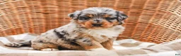 Aussiedoodle dogs for sale: Addie Standard Sized - Ad 3