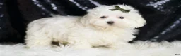 Maltipoo dogs for sale: Tweedle - Ad 3