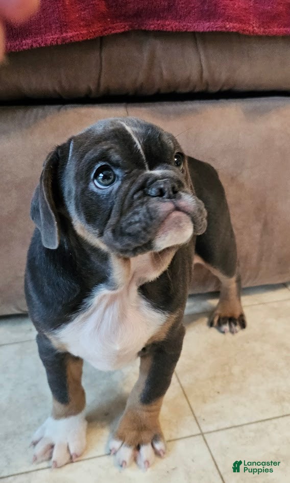 Mixed Breed dogs Blue Beauty - Ad 35