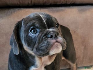 Mixed Breed dogs Blue Beauty - Ad 35