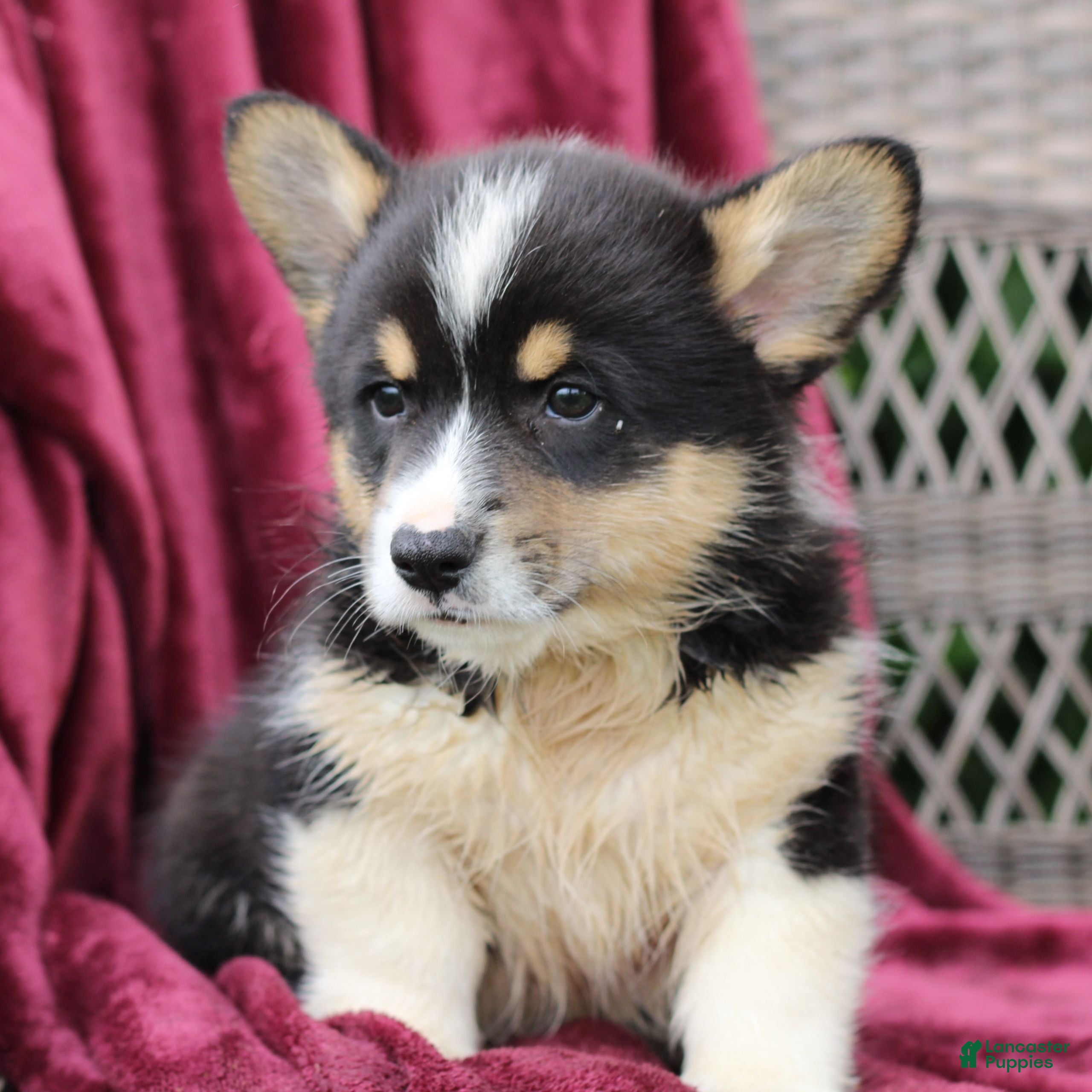 Welsh Corgi Pembroke dogs for sale: Jasper  - Ad 2