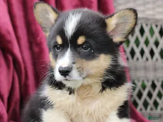 Welsh Corgi Pembroke dogs for sale: Jasper - Ad 2