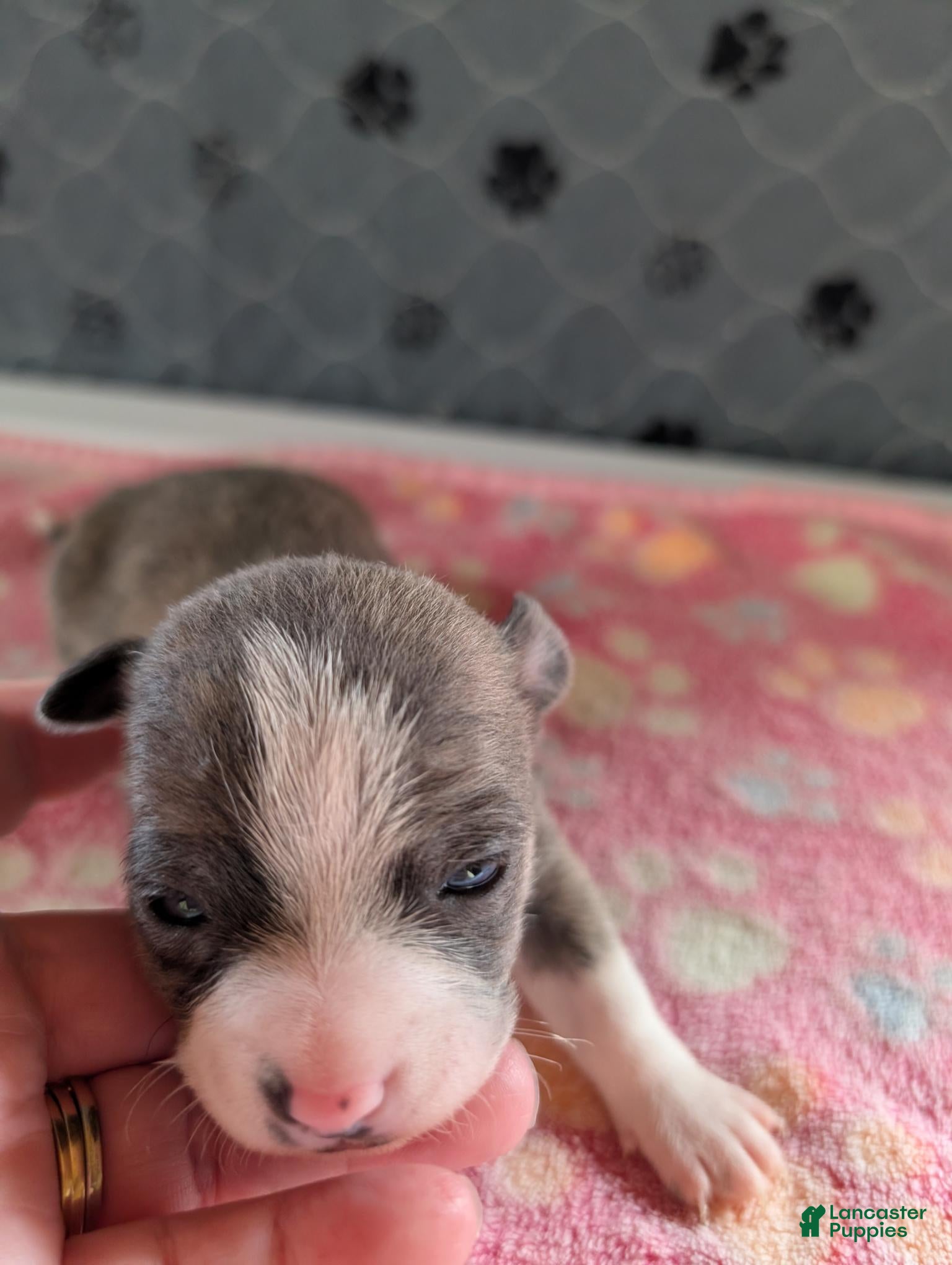 Chihuahua dogs Eric - Ad 25
