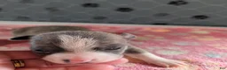 Chihuahua dogs for sale: Eric - Ad 1