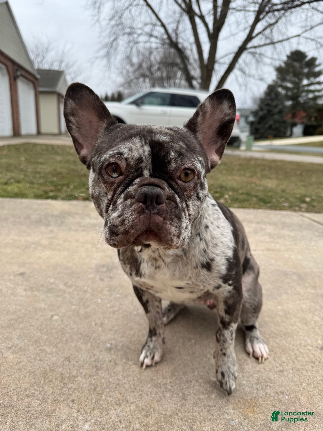 French Bulldog dogs for sale: French Bulldog Puppy 1 - Ad 4