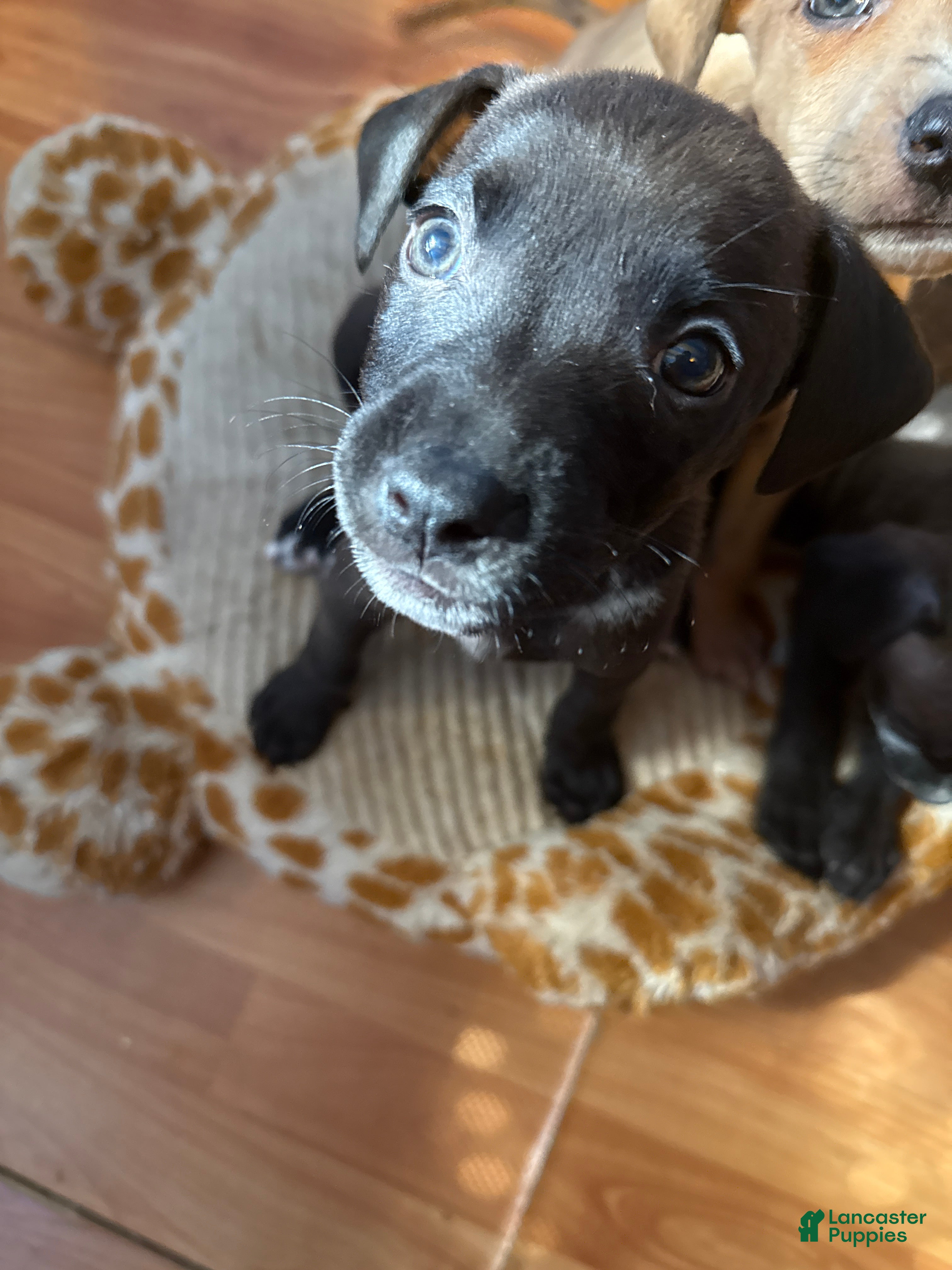 Mixed Breed dogs Mixed Breed Puppy 5 - Ad 37