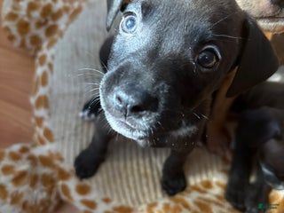 Mixed Breed dogs Mixed Breed Puppy 5 - Ad 37