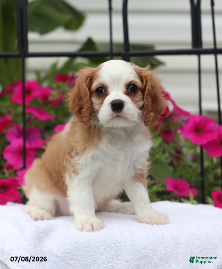 Cavalier King Charles Spaniel dogs Serena - Ad 1