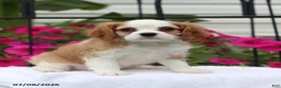 Cavalier King Charles Spaniel dogs for sale: Serena - Ad 1
