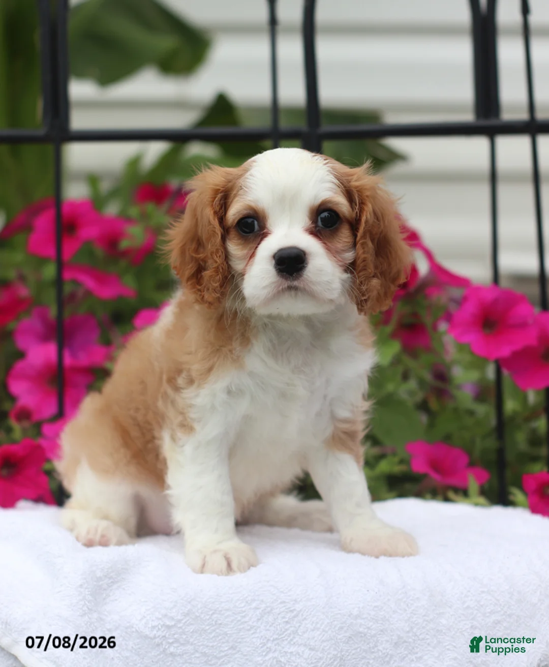Cavalier King Charles Spaniel dogs for sale: Serena - Ad 1