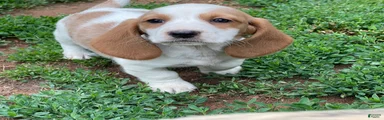 Poppy