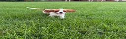 Cavalier King Charles Spaniel dogs for sale: Liam Cavalier King Charles Spaniel Puppy  - Ad 5