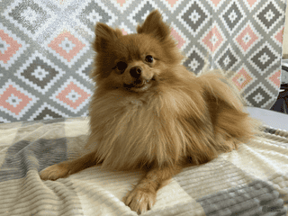 Pomeranian dogs Bouncer - Ad 24