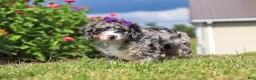 Mini Bernedoodle dogs for sale: Grace - Ad 3