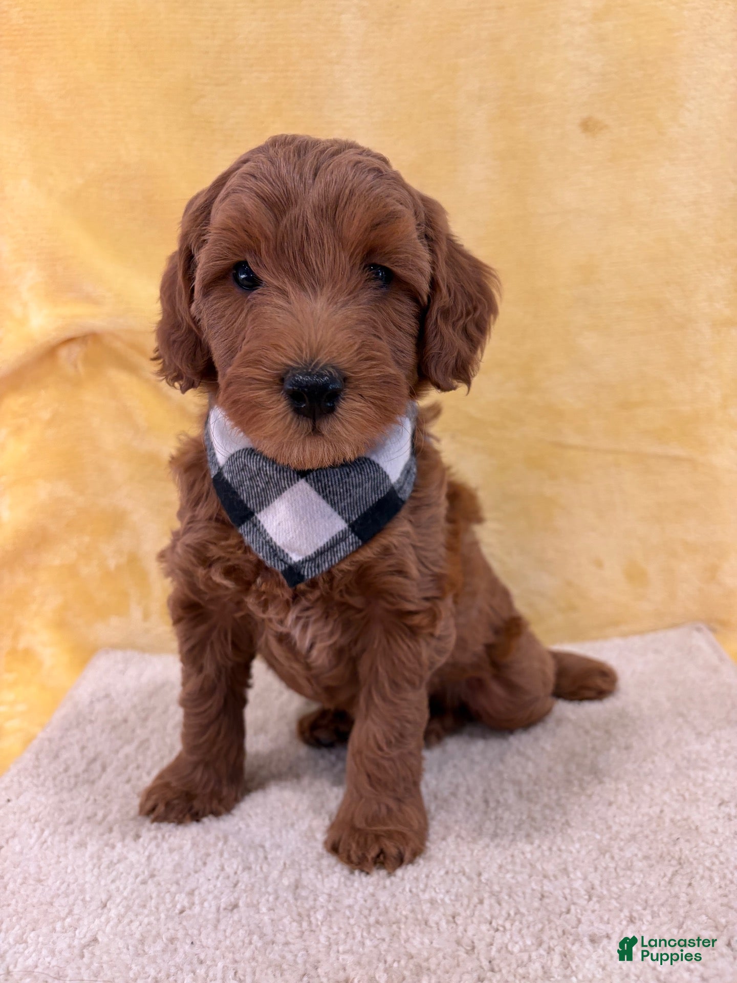 Mini Goldendoodle dogs for sale: Milo - Ad 2