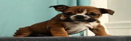 English Bulldog dogs for sale: Callie - Ad 7