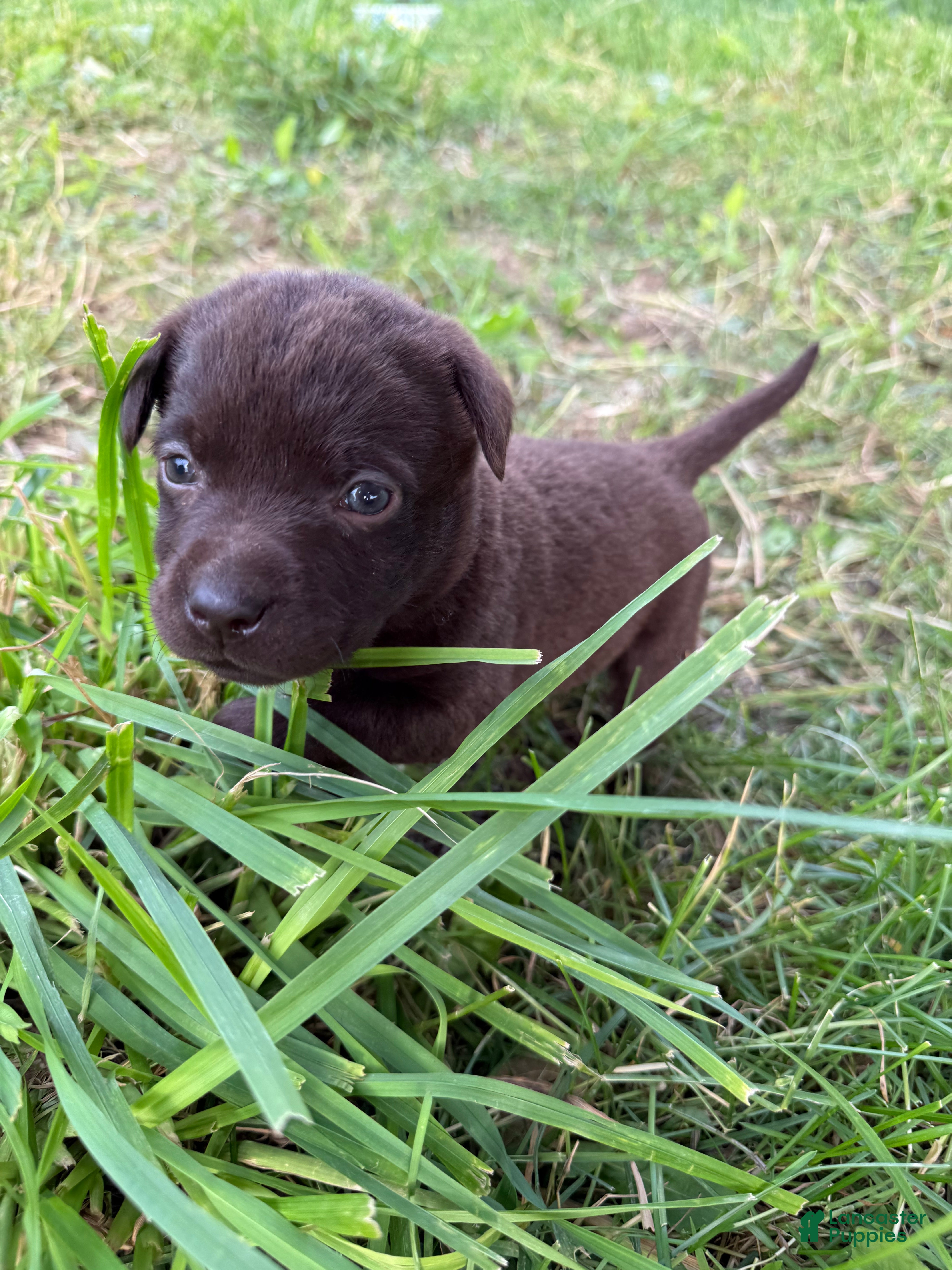 Labrador Retriever dogs Labrador Retriever Puppy  LITTLE SASSY purple tag  - Ad 2