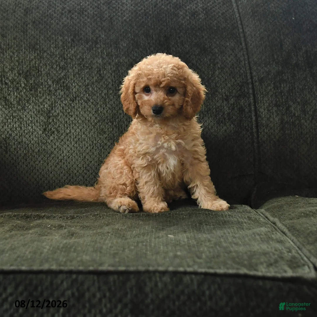Cavapoo dogs for sale: Peg - Ad 1