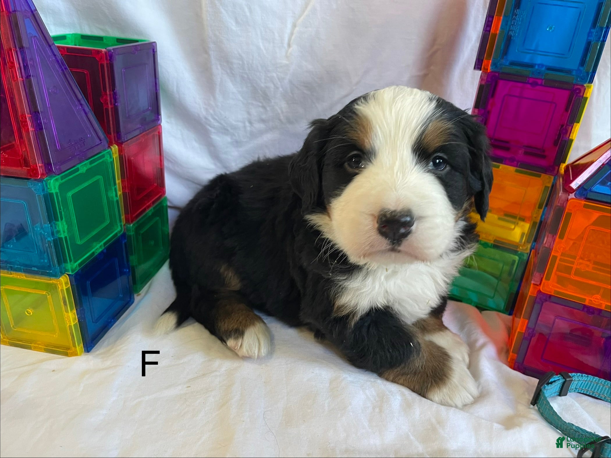 Bernese Mountain Dog dogs Bernese Mountain Dog Puppy 2 - Ad 41