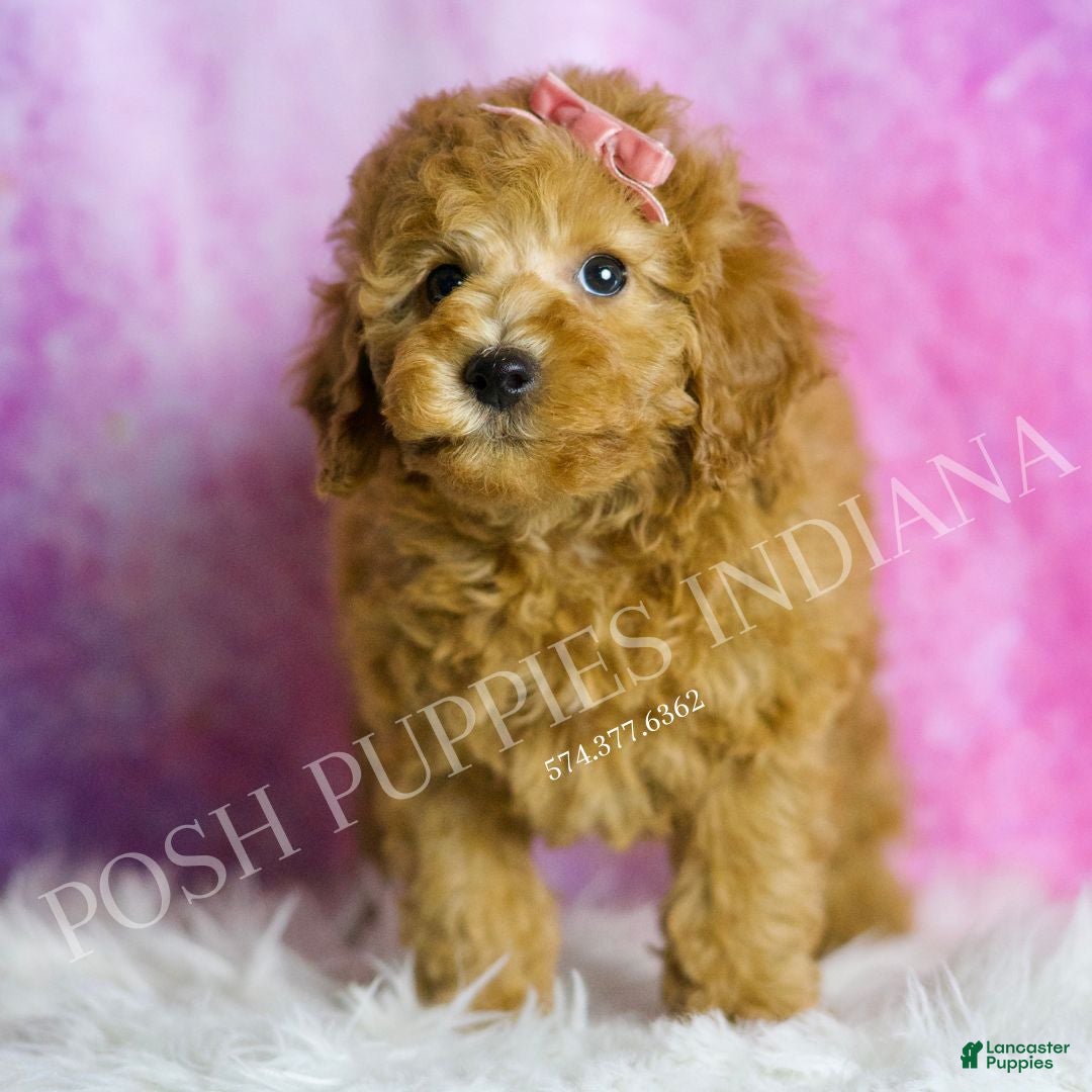 Miniature Poodle dogs for sale: Mango - Ad 5