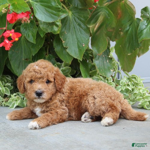 Mini Goldendoodle dogs Flyn - Ad 2