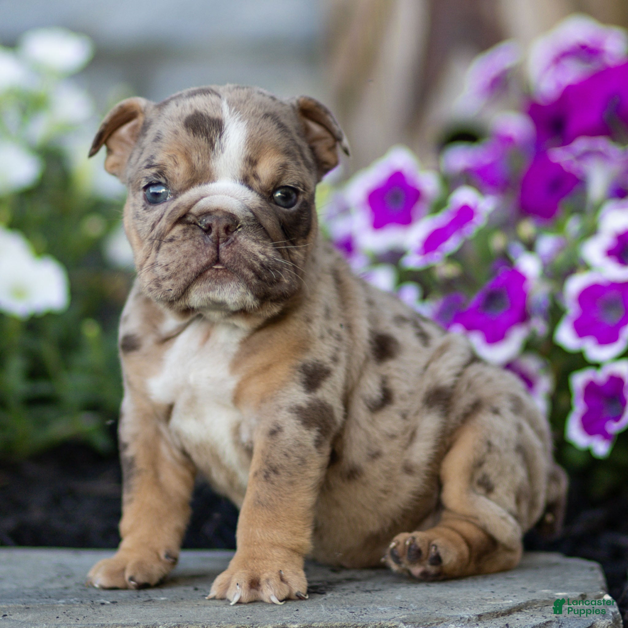English Bulldog dogs Olive English Bulldog  - Ad 1