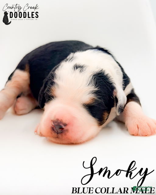 Bernedoodle dogs Smoky - Ad 2