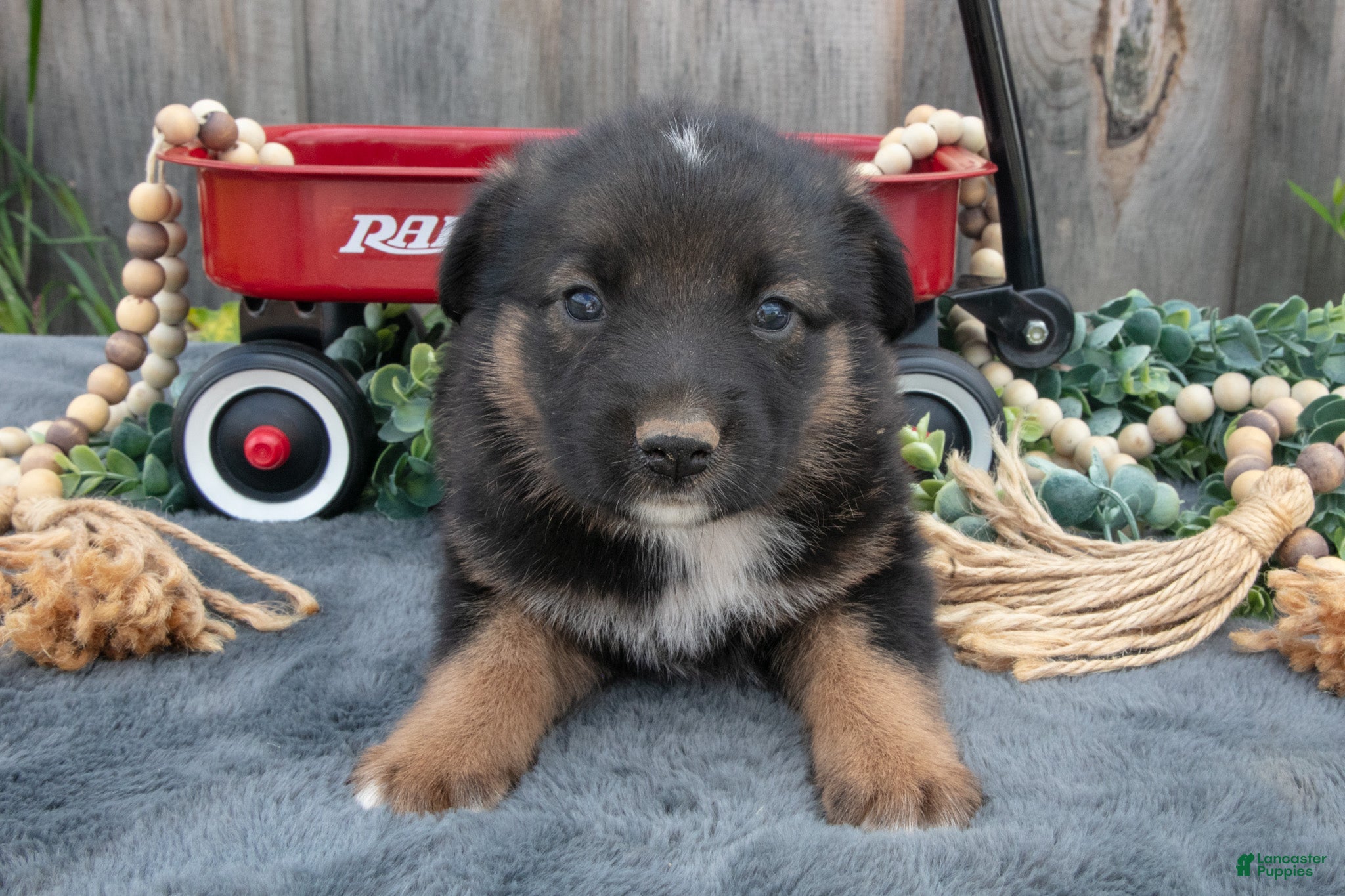 Mixed Breed dogs Gigi - Ad 2