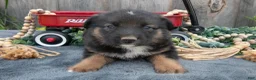 Mixed Breed dogs for sale: Gigi - Ad 2