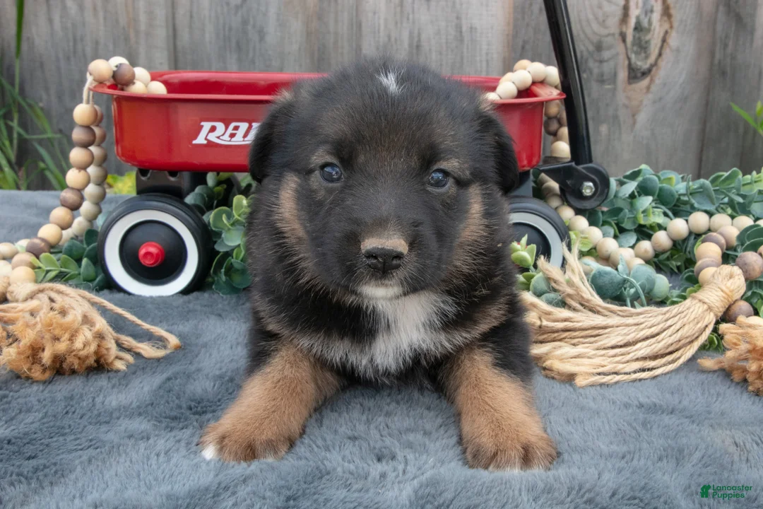 Mixed Breed dogs for sale: Gigi - Ad 2