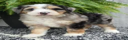 Mini Bernedoodle dogs for sale: Mini Zues - Ad 7