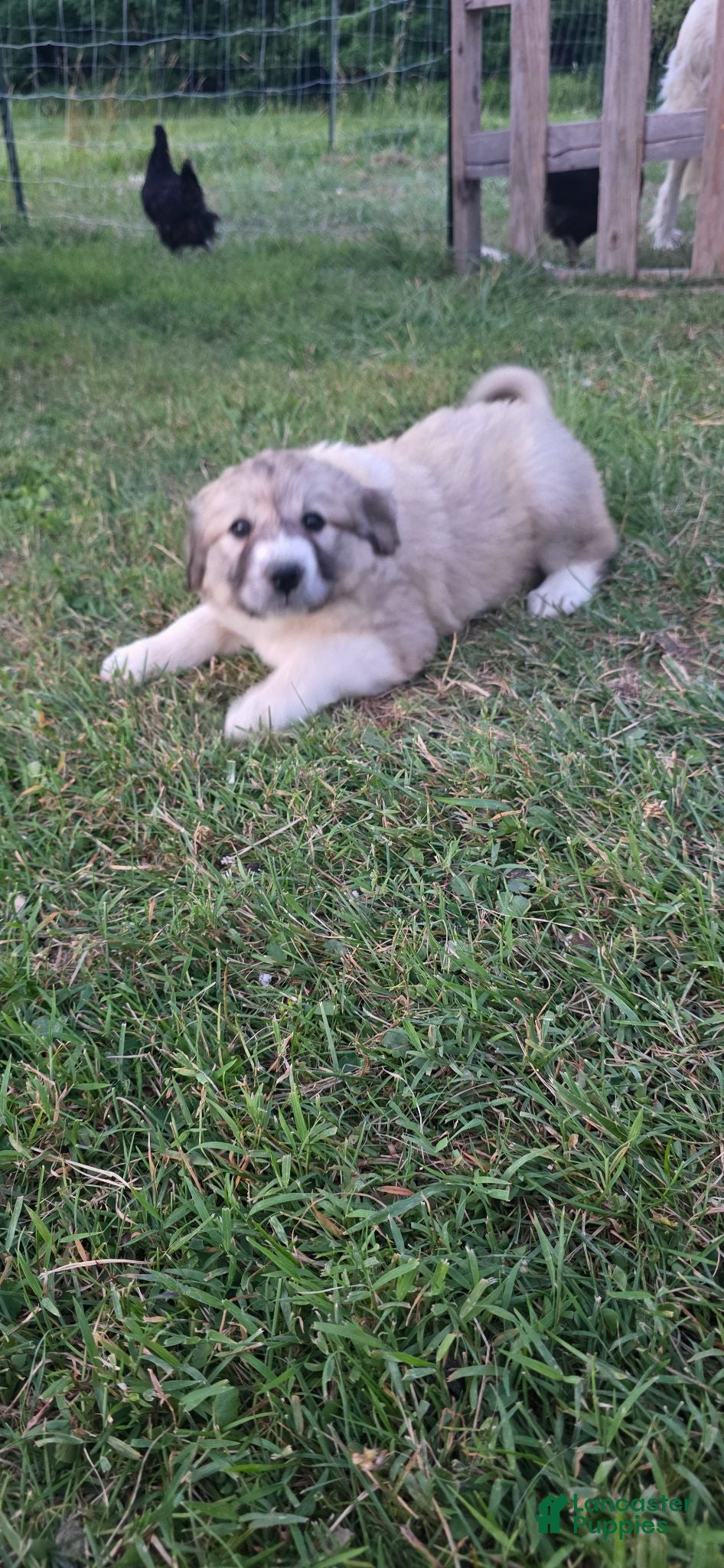 Mixed Breed dogs Nessy  - Ad 1
