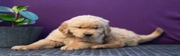 Golden Retriever dogs for sale: Spencer - Ad 8