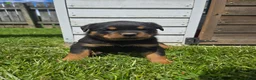Rottweiler dogs for sale: Lilly - Ad 2