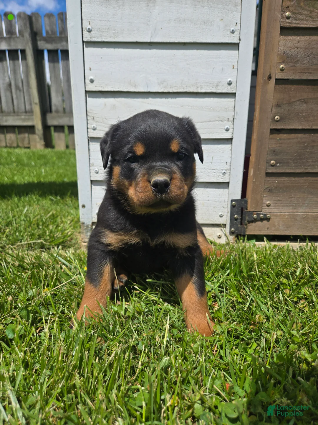 Rottweiler dogs for sale: Lilly - Ad 2