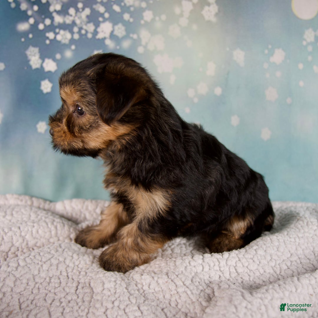 Morkie dogs for sale: Benji  - Ad 5