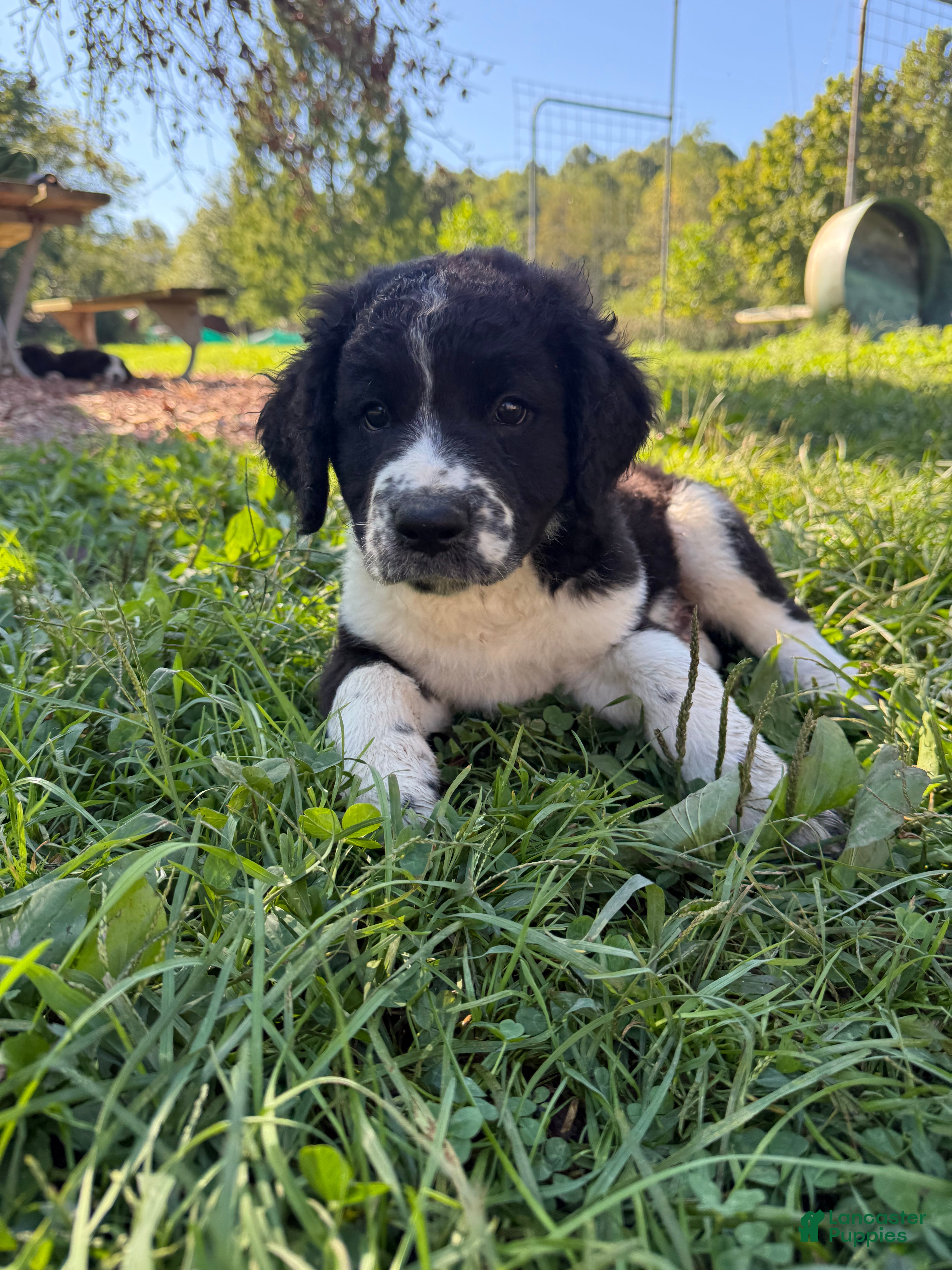Saint Berdoodles dogs Saint Berdoodles 1 - Ad 12