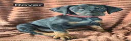 Doberman Pinscher dogs for sale: Rover - Ad 2
