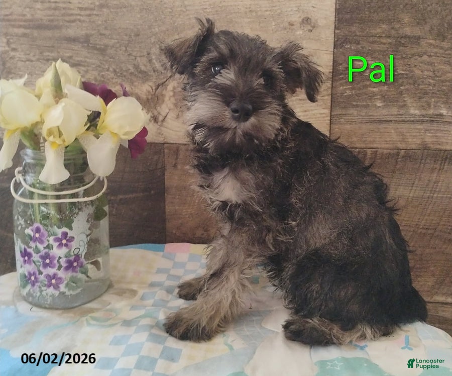 Miniature Schnauzer dogs for sale: Pal - Ad 2
