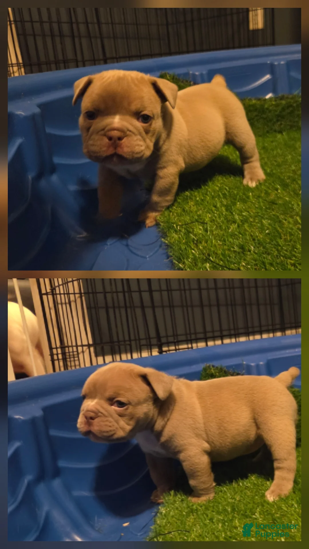 American Bully dogs for sale: American Bully Puppy 5 - Ad 2