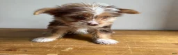 Chorkie dogs for sale: Benji  - Ad 4