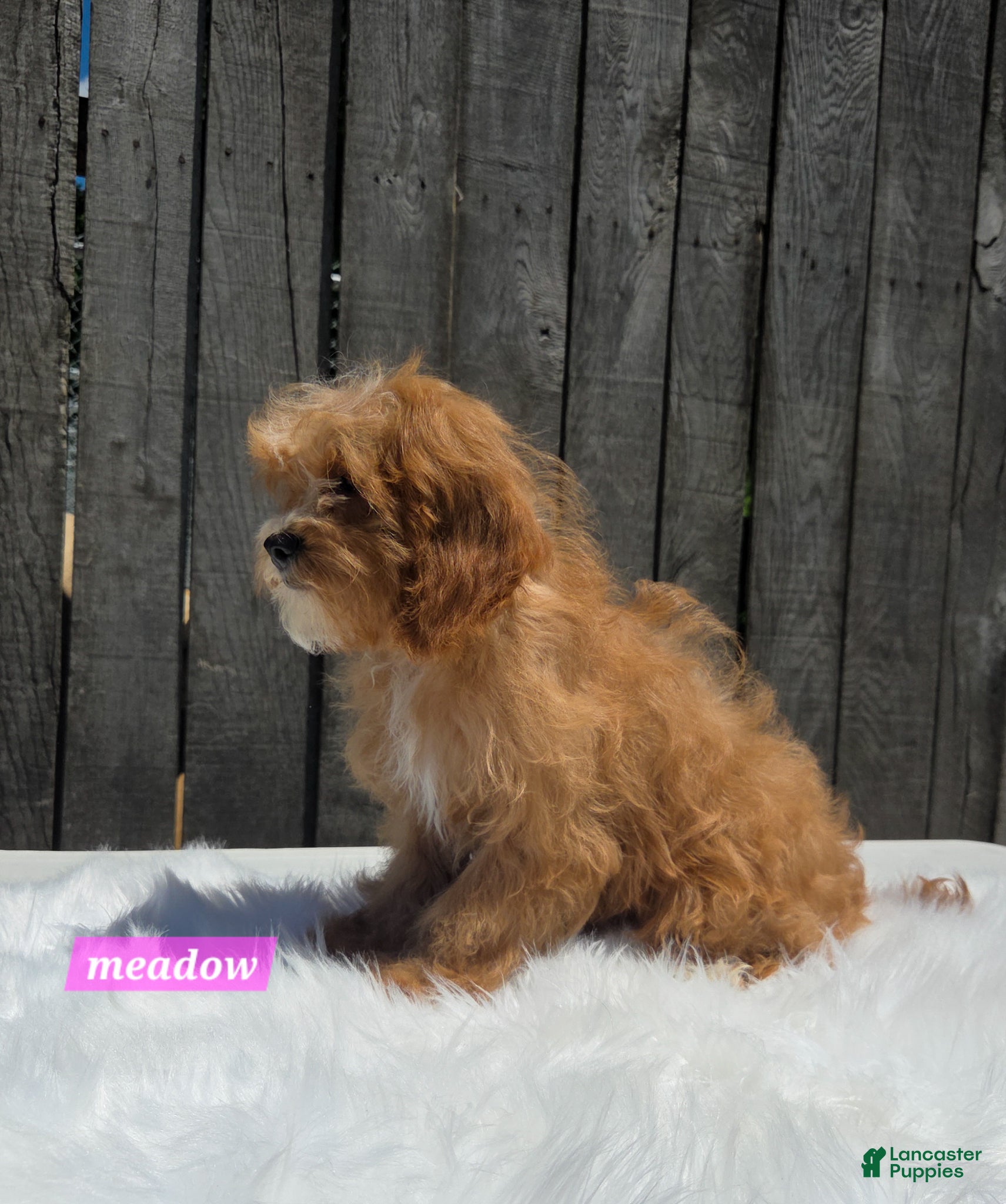 Cavapoo dogs for sale: Meadow - Ad 4
