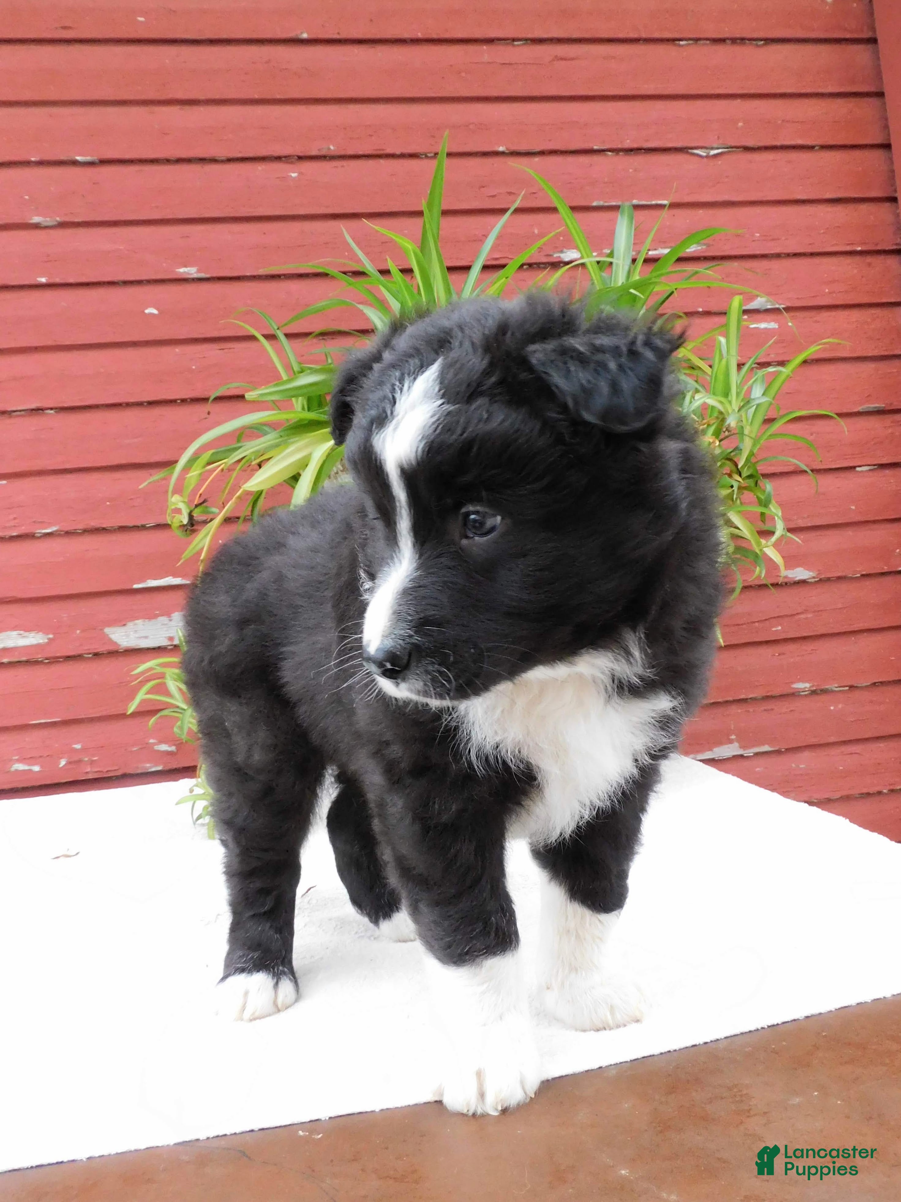 Border Collie dogs Togo - Ad 2