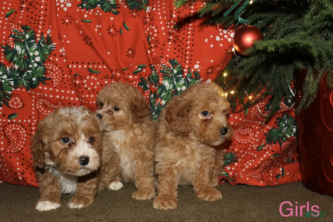 Mini Goldendoodle dogs for sale: Frost - Ad 3