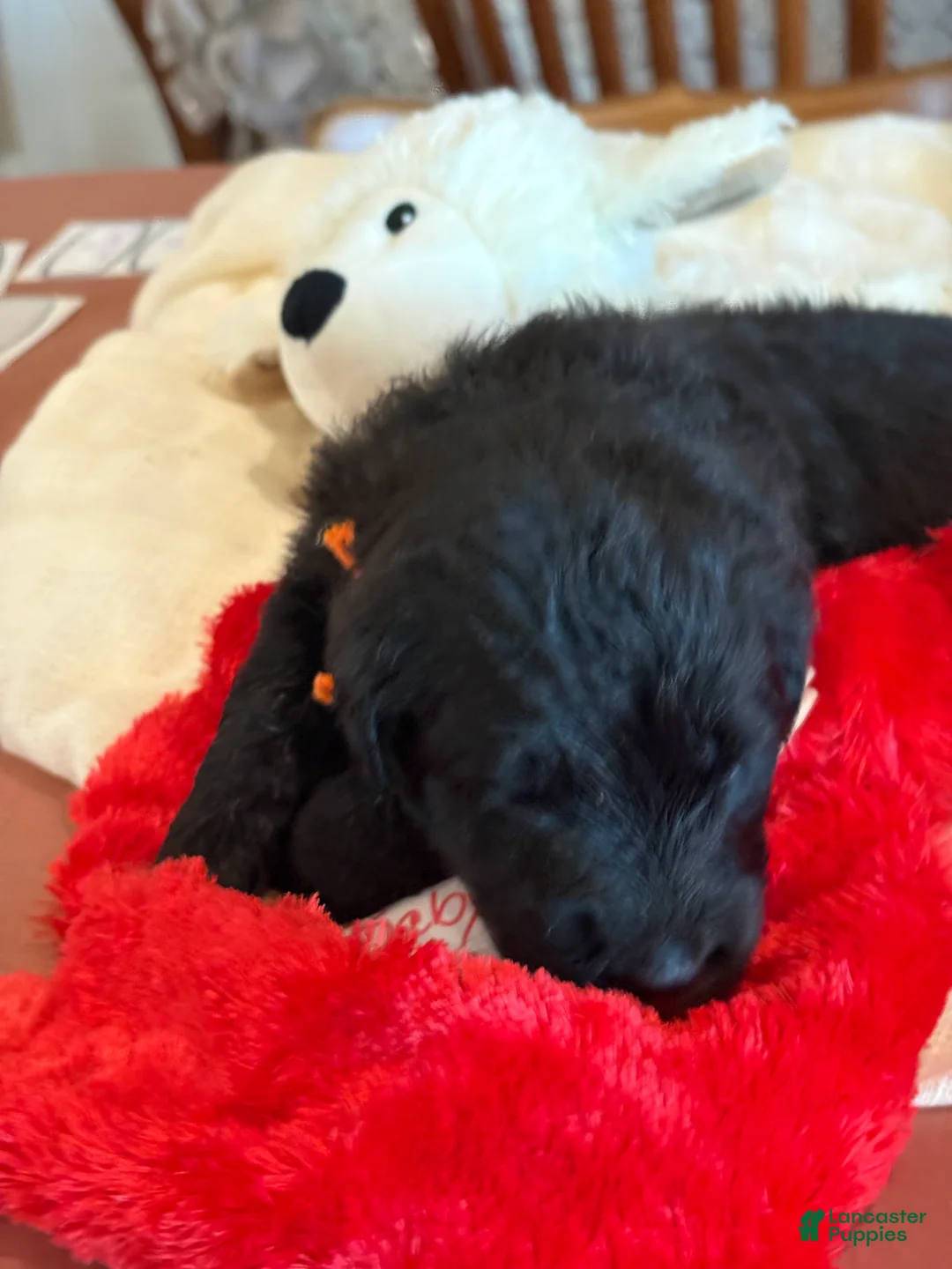 Mixed Breed dogs for sale: female # 2 English Shepherd Doodle - Ad 8