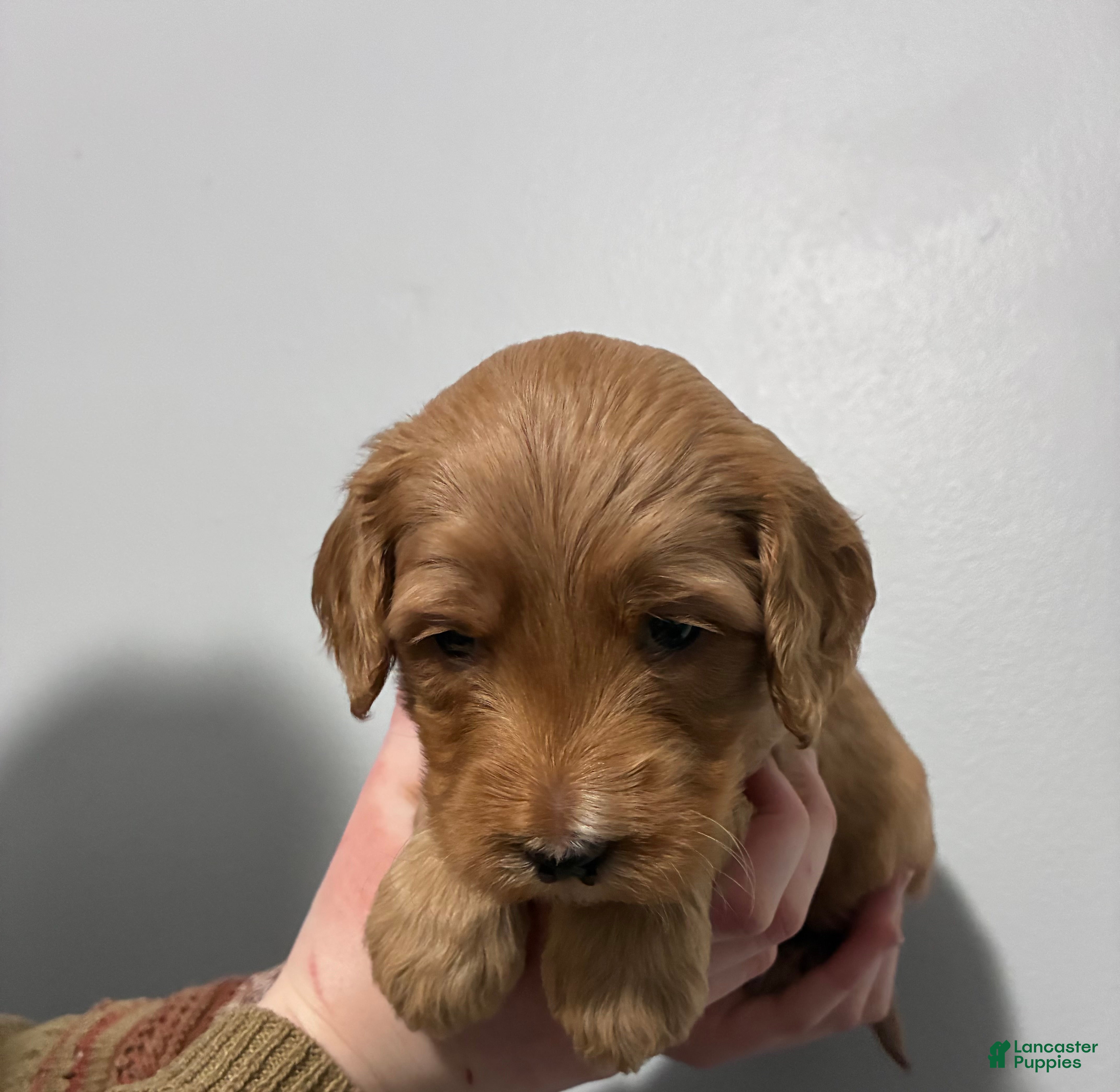 Mixed Breed dogs Rusty - Ad 29