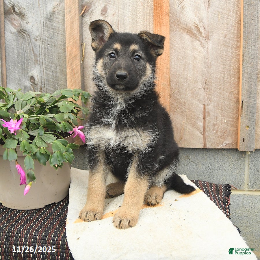 German Shepherd dogs Dreamer - Ad 32